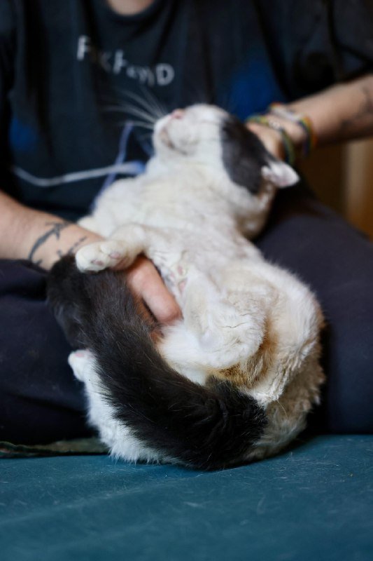 Кот Пако ищет дом