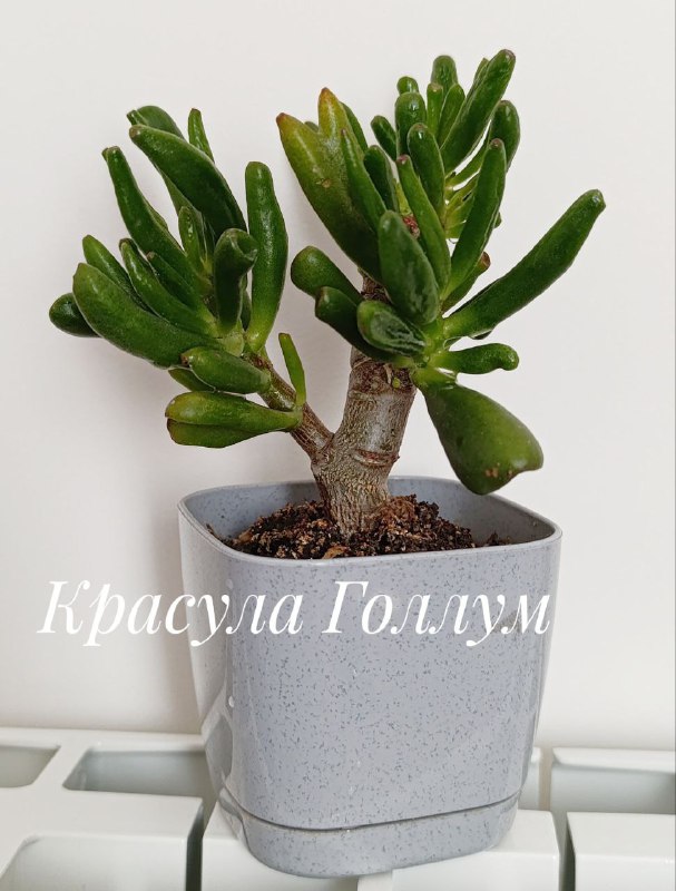 Суккуленты, Красула Голлум, Пеларгония, Красула Овата, Декабрист 4