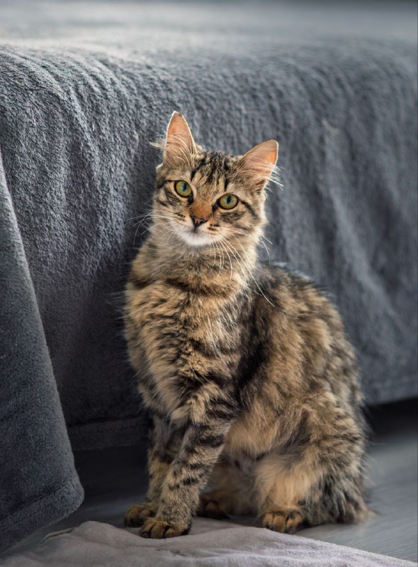 Кошка пушинка тигровой расцветки ищет дом 8