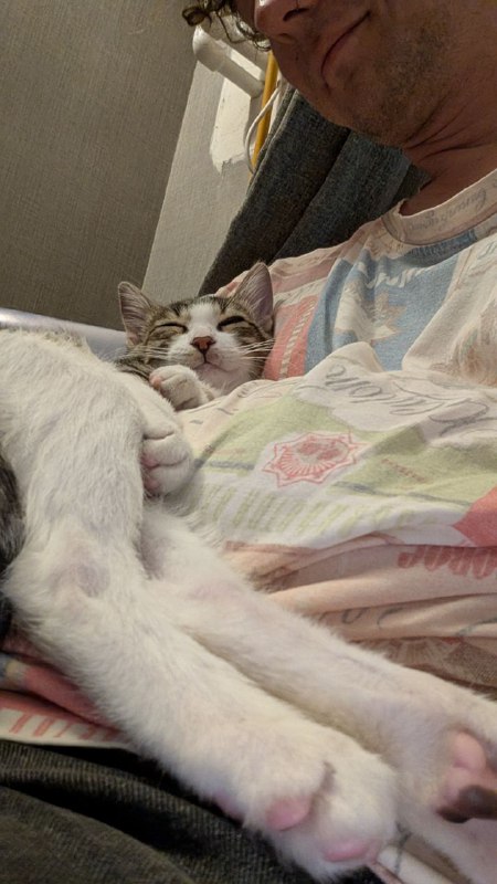 Котёнок по имени Кит ищет дом 5