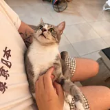 Кошка Жасмин ищет любящую семью 3