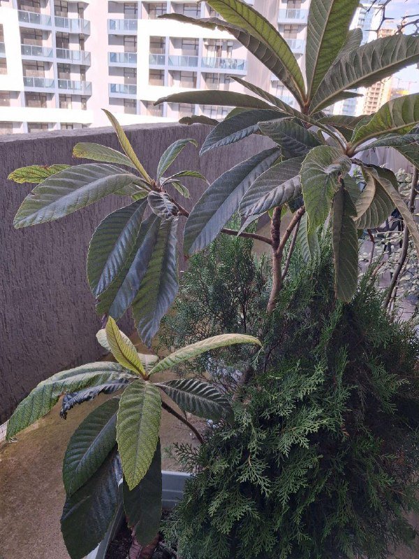 Лимон, Камелия, Можжевельник, Виноград, Нандина, Роза, Олеандр, Авокадо, Мушмула, Аукба, Кипарисовик, Фикус микрокарпа, Каркас качели 2