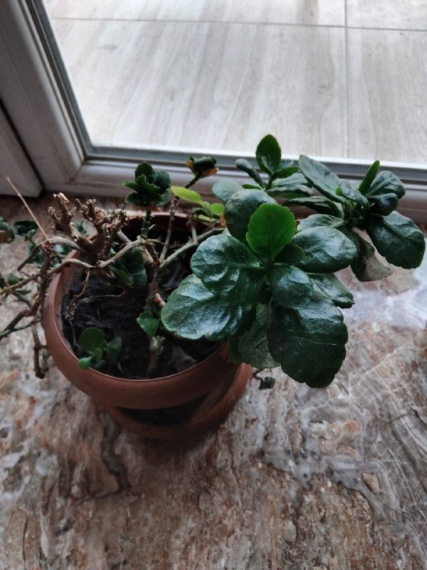 Растение в горшке