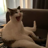 Котик 3