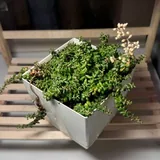 Суккуленты, монстеры 4