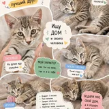 Котята в добрые руки 3
