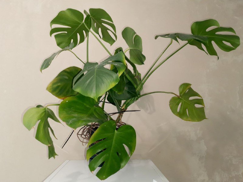 Монстера большого размера