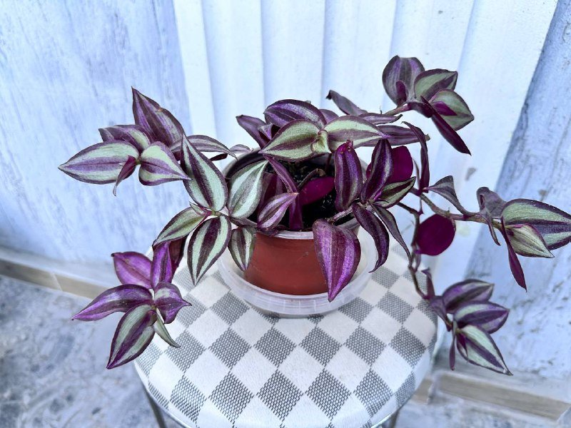 Комнатные растения: традесканция зебрина, кофе арабика, цитрусы, авокадо, цикламены, азалия розовая, мини-хризантемы 4