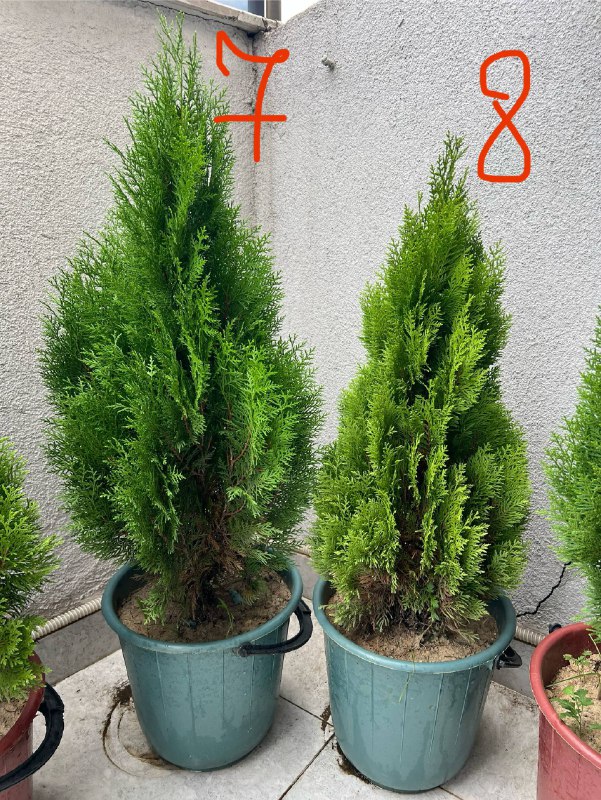 туи 3