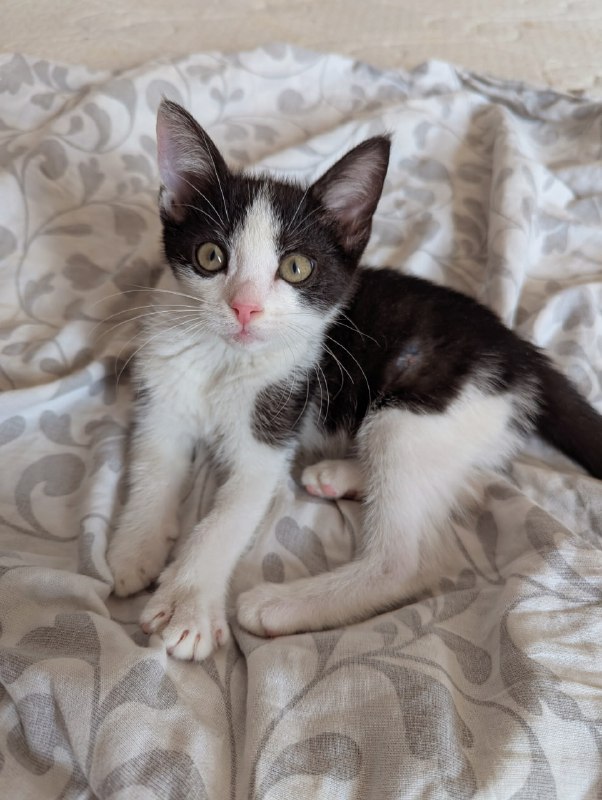 Котенок 4 месяца мальчик