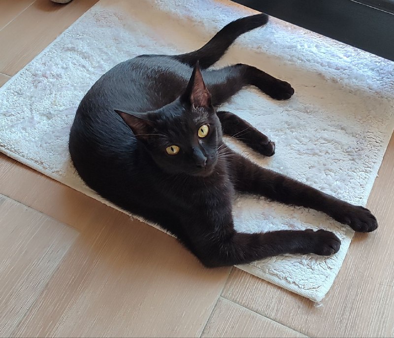 Норковая кошка отдам даром 2