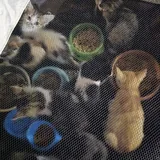 Котята 6