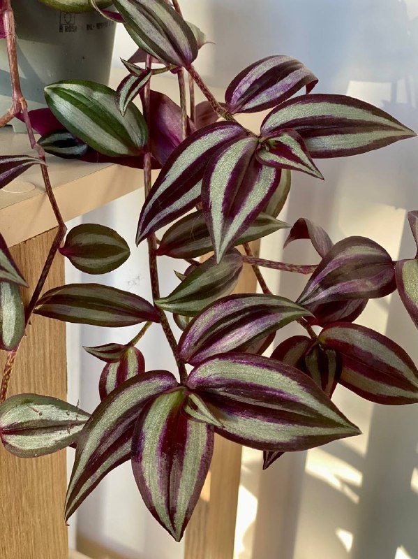 Традесканция зебрина в горшке 2