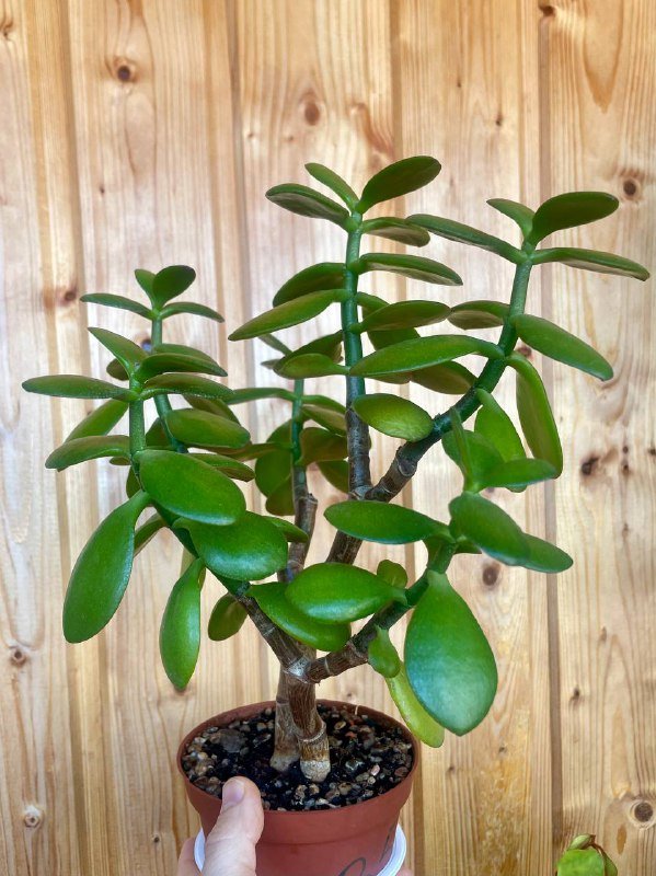 Домашнее растение красулла денежное дерево