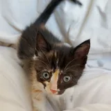 Котята 2
