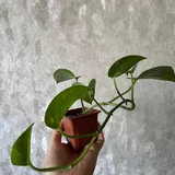 Комнатные растения: каланхоэ, эпипремнум, алоэ 2