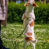 Милар, собака 9