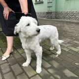 Потерявшаяся собака 3