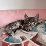 Котенок Луми 3