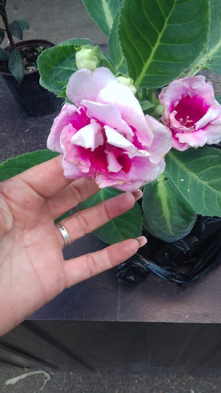 Глоксиния, жиросжигатель, L-карнитин, ВСАА, креатин, морской коллаген, ыотиния 2