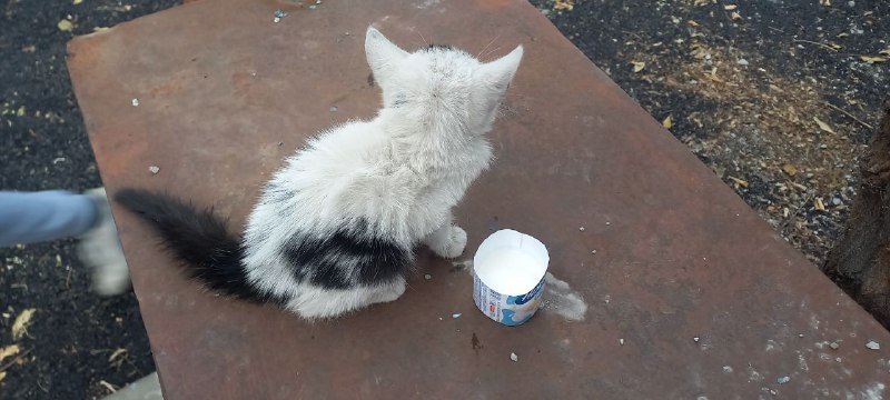 Котенок бесплатно заберите