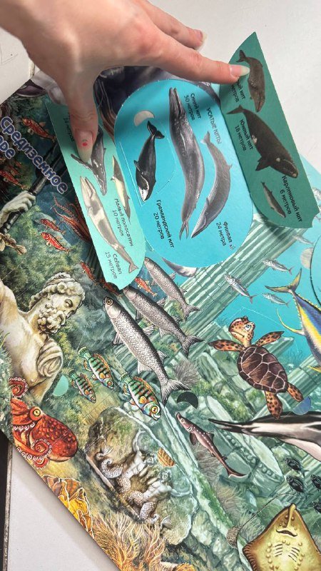 Книжки с окошками Транспорт, Что там под водой 5