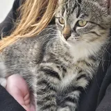 Котенок Фазя ищет дом 3
