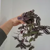 Комнатные растения 5