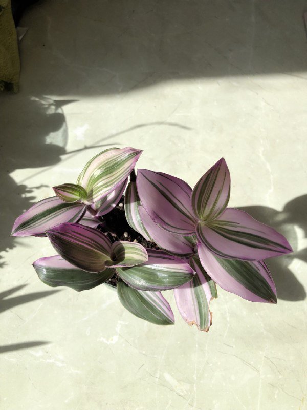 Традесканция комнатное растение