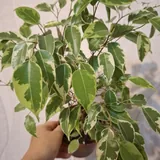 Комнатные растения, монстера, диффенбахия, фикус, суккуленты 7