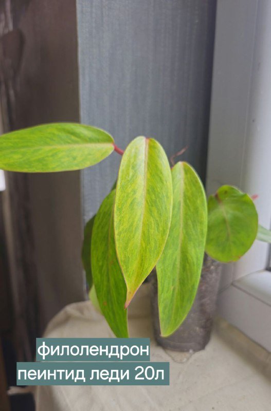 Книги и домашние растения 7