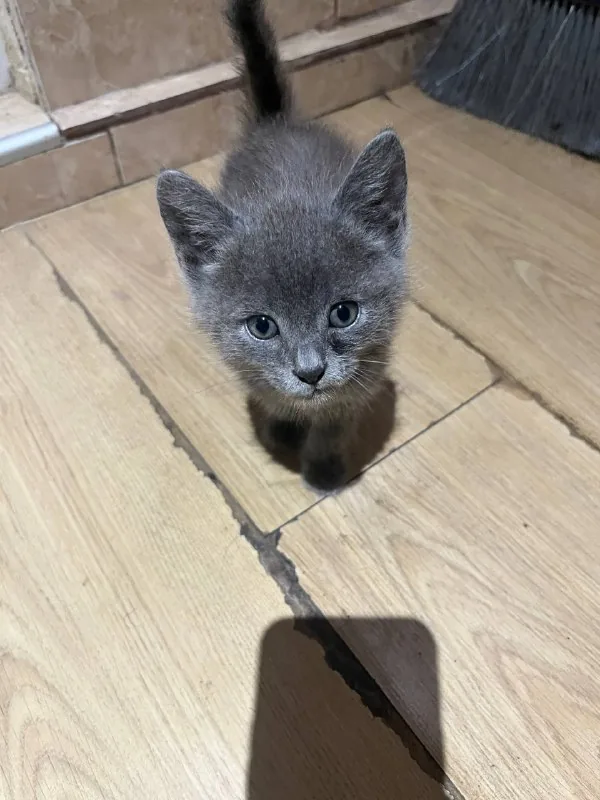 Котёнок 1
