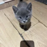 Котёнок 1