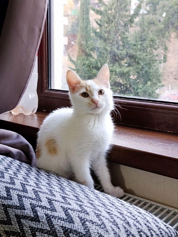 Котята белые с пятнышками в добрые руки 6