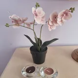 Декоративное растение в горшке 2
