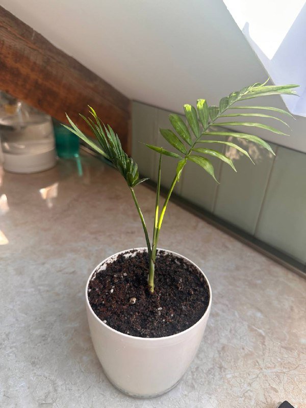 Цветы в горшках 2