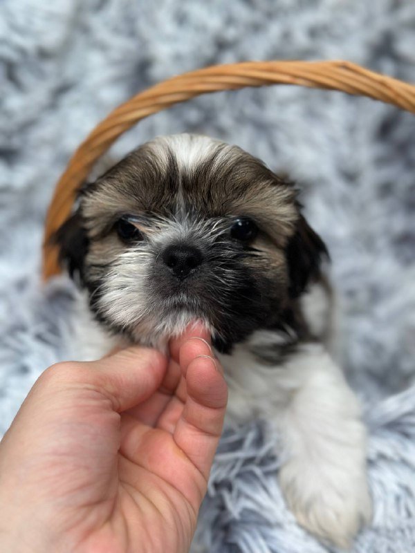 щенки ши-тцу 2