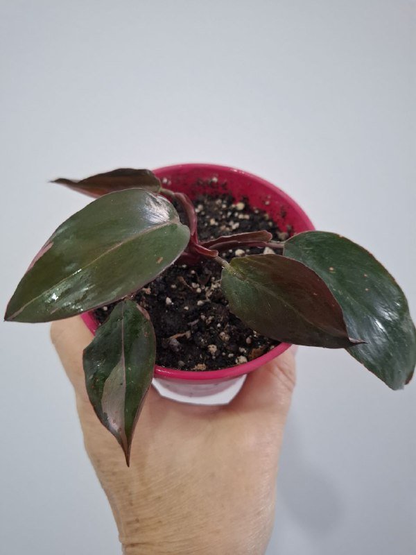 Сукуленты, филодендрон, хлорофитум, каланхоэ, папоротник, бананы 2