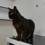 Кот Граф 6