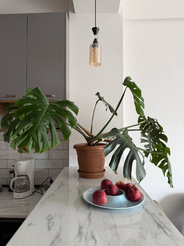 Монстера, компьютерный стул, стол, монитор 5