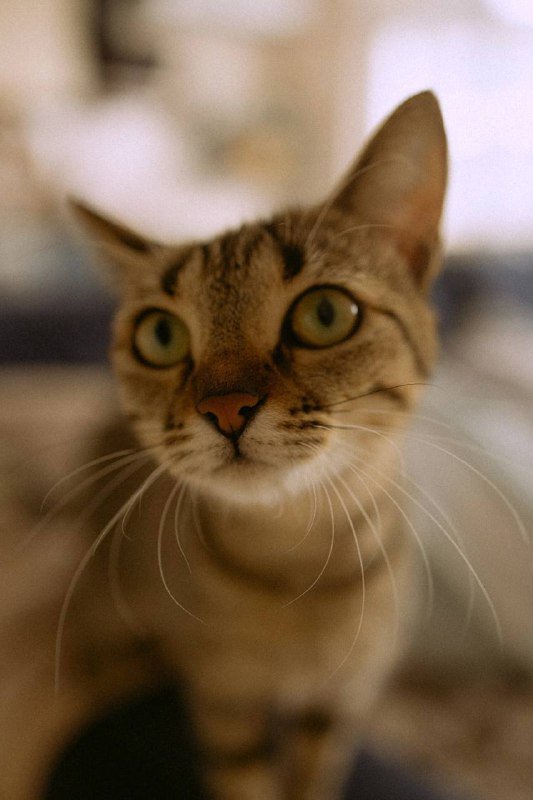 Кошечка 1.5 года ищет дом 2