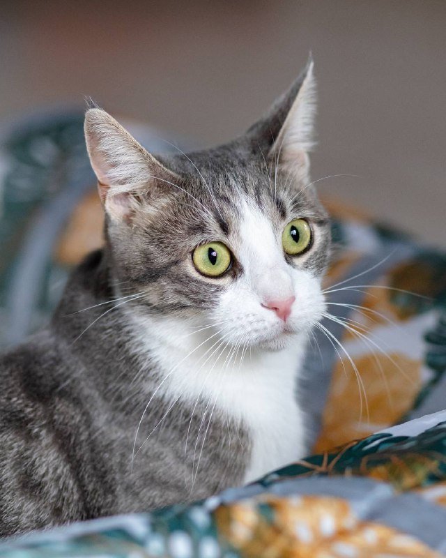 Кошка Гаечка для доброго дома 5