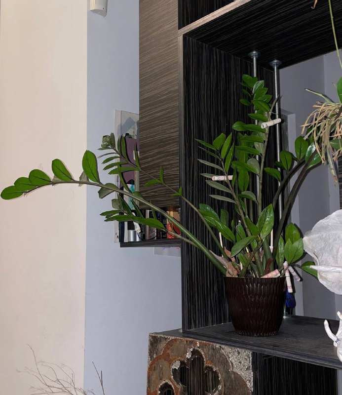 Замиокулькас (денежное дерево)