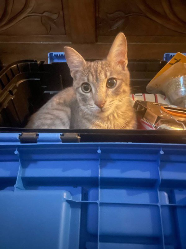 котенок бобтейл ищет дом