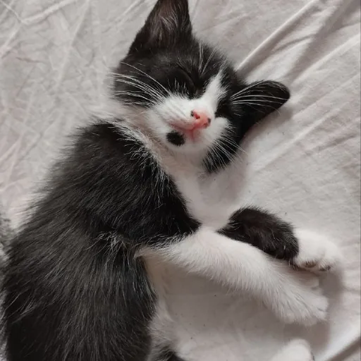 Котёнок мальчик