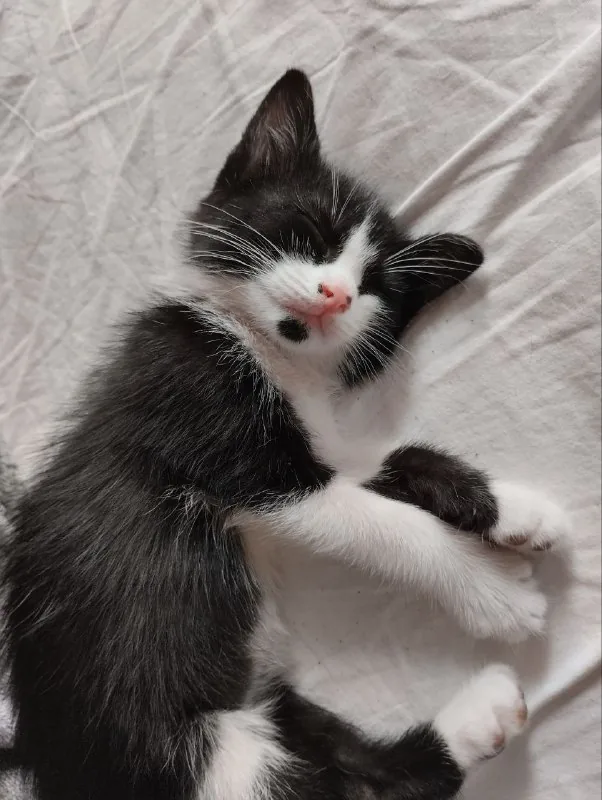 Котёнок мальчик