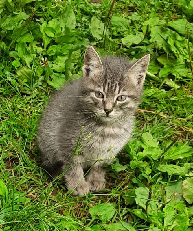 Милые котята отдаются в хорошие руки 3