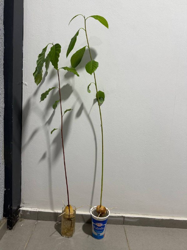 Ростки авокадо бесплатно