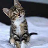 Котёнок Криспи 3