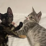 Кошечка 5